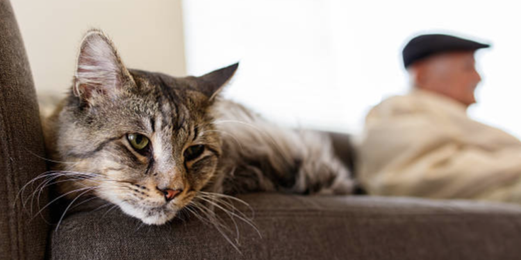 Comment savoir si mon chat a quelque chose de coincé ?