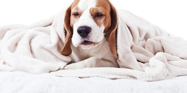 Comment savoir si son chien à un rhume ?