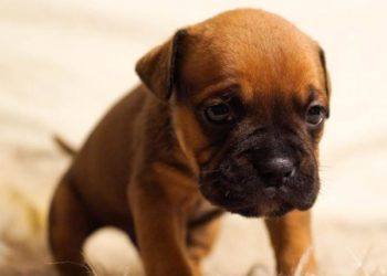 Comment savoir si mon chien va encore grandir ?