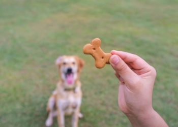 Comment savoir si c'est le temps de faire euthanasier son chien ?