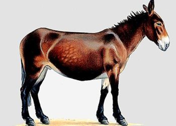 Qui sont les parents d'un mulet ?