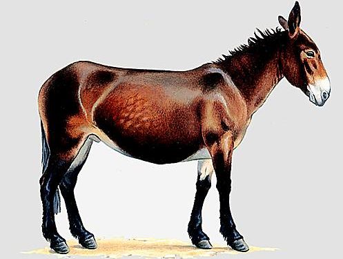 Qui sont les parents d'un mulet ?