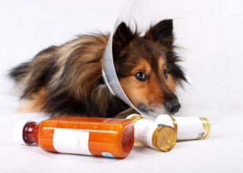Comment donner un antibiotique à un chien ?