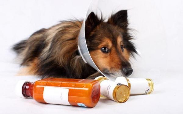 Comment donner un antibiotique à un chien ?