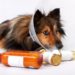 Comment donner un antibiotique à un chien ?