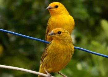 Pourquoi le canari ne chante pas ?