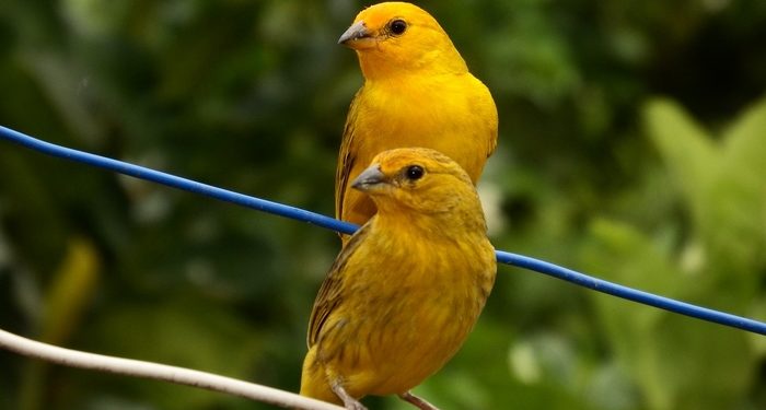 Pourquoi le canari ne chante pas ?