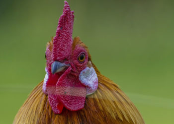 Pourquoi un canari Chante-t-il ?