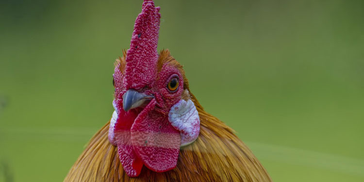 Pourquoi un canari Chante-t-il ?