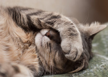 Comment savoir si un chat dort ?