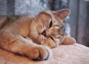 Comment savoir si notre chat est adulte ?