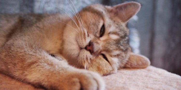 Comment savoir si notre chat est adulte ?