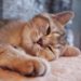 Comment savoir si notre chat est adulte ?