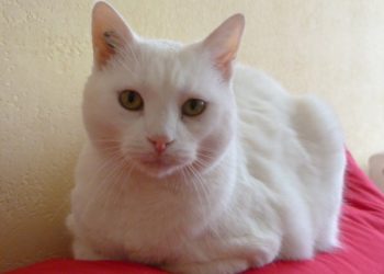 Quelle est la race des chats blancs ?