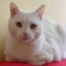Quelle est la race des chats blancs ?