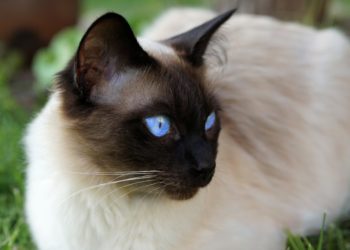 Comment se comporter avec un chat Siamois ?