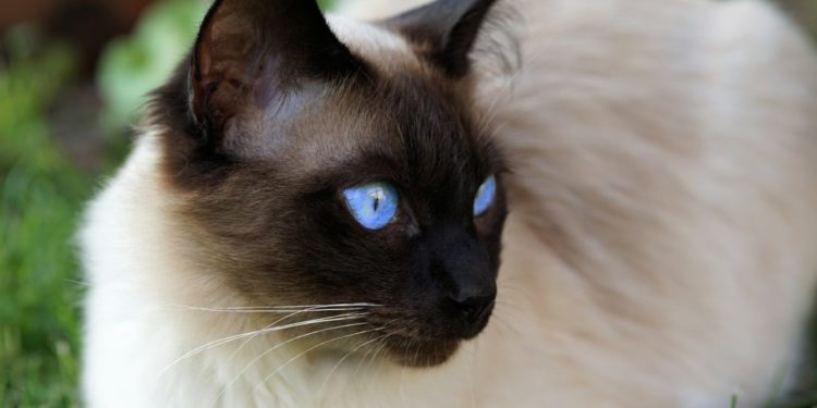 Comment se comporter avec un chat Siamois ?