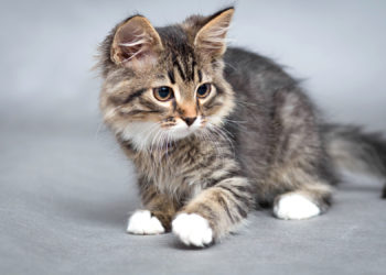 Comment reconnaître un chat de gouttière ?