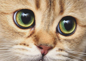 Quand la pupille du chat se dilate ?