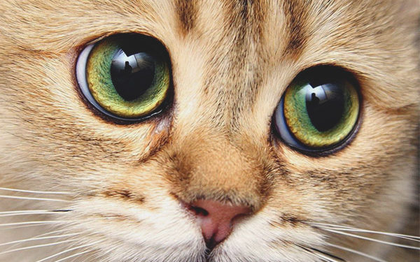 Quand la pupille du chat se dilate ?