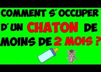 Comment éduquer un chaton de moins de 2 mois ?