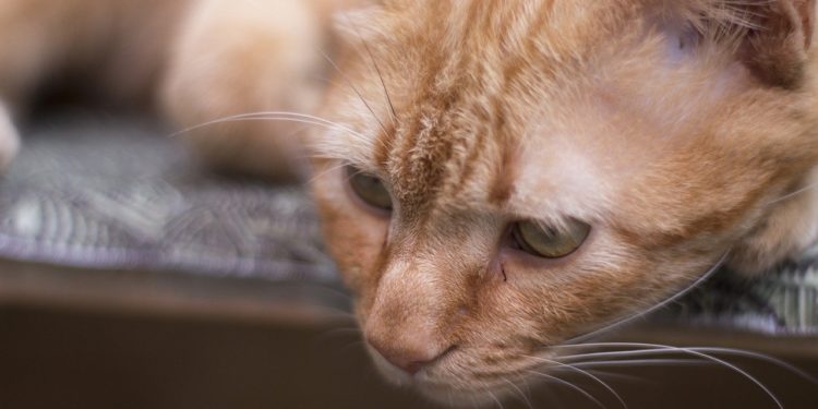 Comment savoir si mon chat est douloureux ?