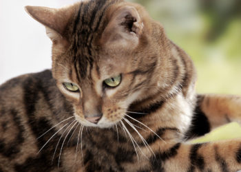 Quel poids doit faire un chat ?