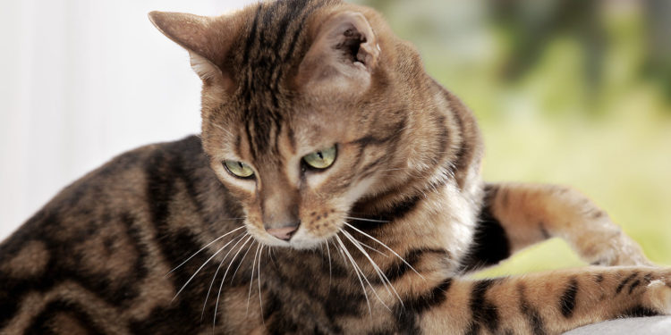 Quel poids doit faire un chat ?