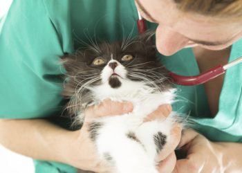 Pourquoi mon chat a du mal à respirer ?