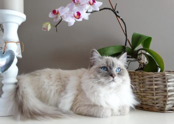 Quelle race de chat pour vivre en appartement ?