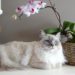 Quelle race de chat pour vivre en appartement ?