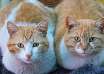 Comment reconnaître un chat jeune ?