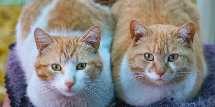 Comment reconnaître un chat jeune ?