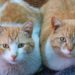 Comment reconnaître un chat jeune ?