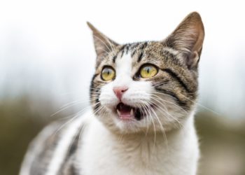 Comment savoir si un chat est stressé ?