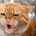 Comment vivre avec un chat Ataxique ?