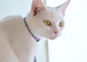Comment détecter un problème neurologique chez le chat ?