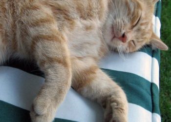 Comment savoir si mon chat est schizophrène ?