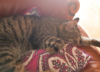 Comment savoir si un chat est jeune ?