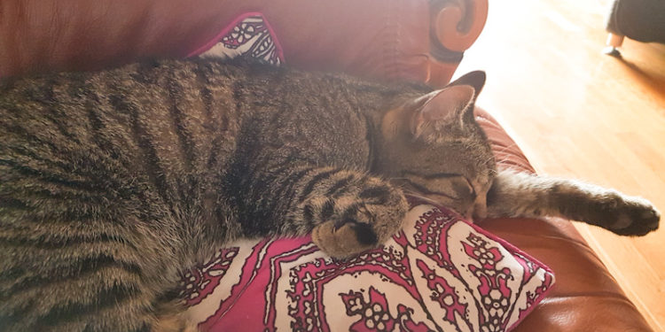 Comment savoir si un chat est jeune ?