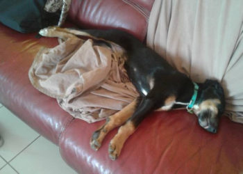 Pourquoi mon chat mange mais ne grossit pas ?