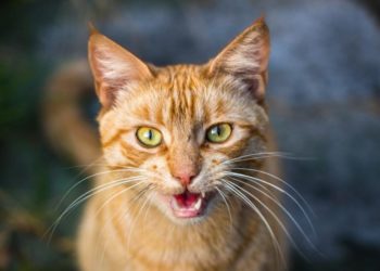 Est-ce qu'un chat miaule quand il a mal ?