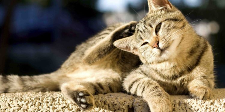 Comment se comporte un chat qui souffre ?