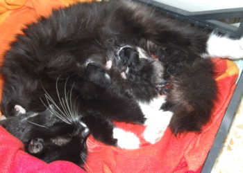 Quand faire stériliser son chat après mise bas ?