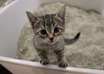 Comment savoir si un chaton meurt ?