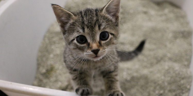 Comment savoir si un chaton meurt ?