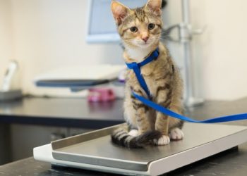 Comment nourrir un chat trop maigre ?