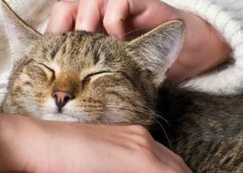 Pourquoi mon chat est affectueux ?