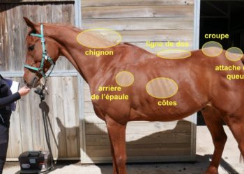 Comment savoir si un cheval est énervé ?