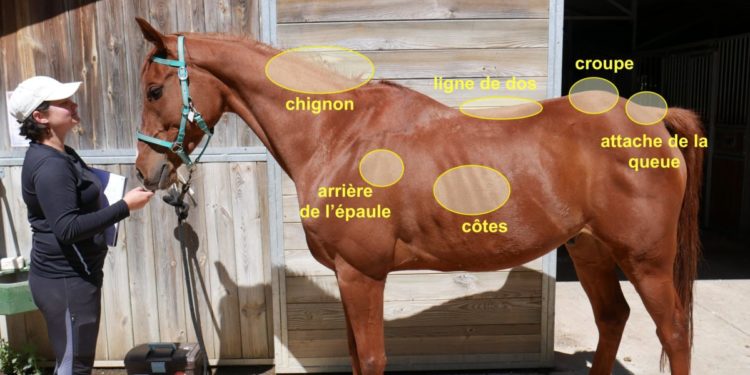 Comment savoir si un cheval est stressé ?